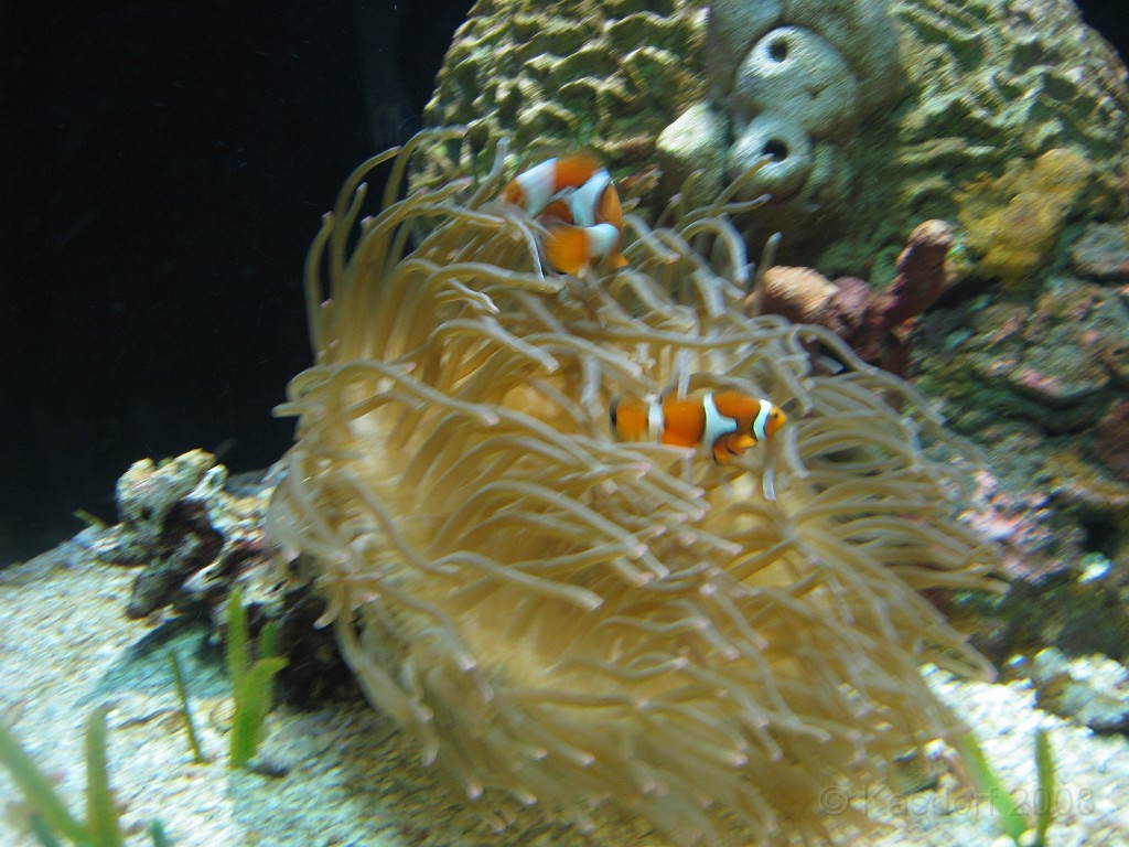 Baltimore MD 2009 1530.jpg - A 4th of July trip to Washington DC in 2009 included a stop in Baltimore MD to see the National Aquarium.